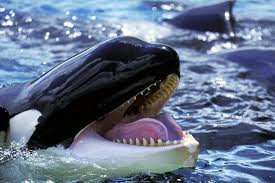 Image result for Orcinus orca
