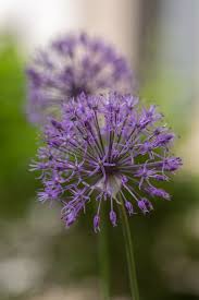 Attēlu rezultāti vaicājumam “Allium holandicum flower”