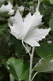 Attēlu rezultāti vaicājumam “Populus alba Nivea”