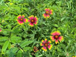 Image result for Gaillardia pulchella