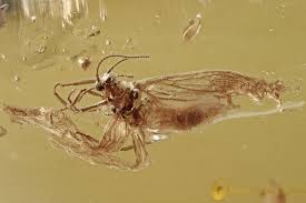 Attēlu rezultāti vaicājumam “Coniopterygidae”