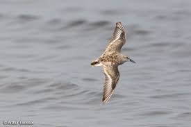 Attēlu rezultāti vaicājumam “Calidris minuta”