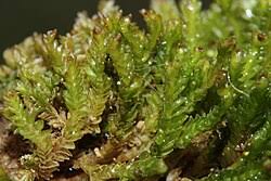 Attēlu rezultāti vaicājumam “Tritomaria exsectiformis”