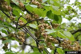 Attēlu rezultāti vaicājumam “Ulmus glabra leaf”