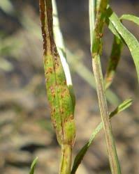 Attēlu rezultāti vaicājumam “Puccinia poarum”