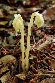 Attēlu rezultāti vaicājumam “Monotropa hypopitys”