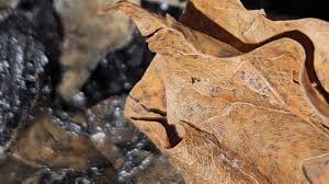 Attēlu rezultāti vaicājumam “Hypogastrura sp.”