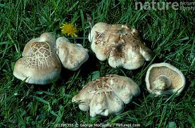 Attēlu rezultāti vaicājumam “Tricholoma sp.”