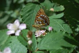 Attēlu rezultāti vaicājumam “Argynnis adippe”