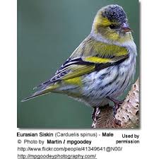 Attēlu rezultāti vaicājumam “Carduelis spinus male”
