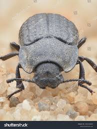 Attēlu rezultāti vaicājumam “Opatrum sabulosum”