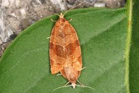 Attēlu rezultāti vaicājumam “Pandemis cinnamomeana”