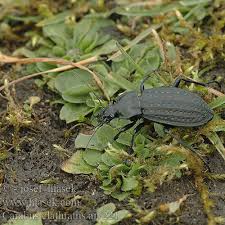 Attēlu rezultāti vaicājumam “Carabus clathratus”