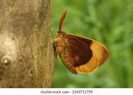 Attēlu rezultāti vaicājumam “Lasiocampa quercus imago”