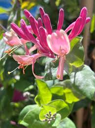 Attēlu rezultāti vaicājumam “Lonicera caprifolium”