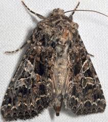 Attēlu rezultāti vaicājumam “Hadena rivularis”