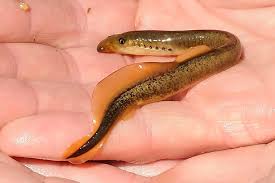 Attēlu rezultāti vaicājumam “Lamproderma debile”