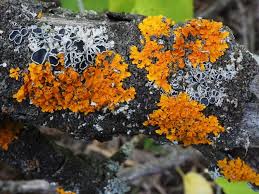Attēlu rezultāti vaicājumam “Xanthoria parietina”