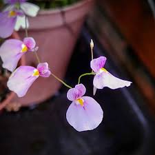 Attēlu rezultāti vaicājumam “Utricularia x neglecta flower”