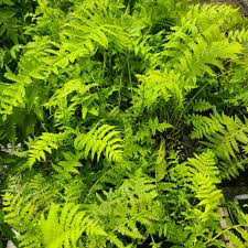 Attēlu rezultāti vaicājumam “Matteuccia struthiopteris”