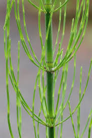 Attēlu rezultāti vaicājumam “Equisetum fluviatile”