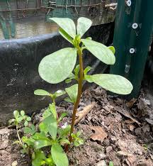 Attēlu rezultāti vaicājumam “Portulaca oleracea leaf”