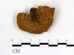 Attēlu rezultāti vaicājumam “Gloeophyllum trabeum”