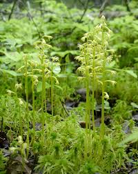 Attēlu rezultāti vaicājumam “Corallorhiza trifida”