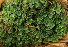 Attēlu rezultāti vaicājumam “Pellia epiphylla sporophyte”