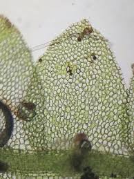 Attēlu rezultāti vaicājumam “Calypogeia”