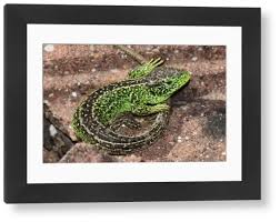 Attēlu rezultāti vaicājumam “Lacerta agilis male”