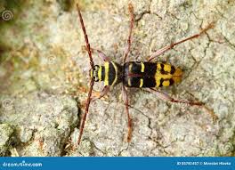 Attēlu rezultāti vaicājumam “Plagionotus detritus”