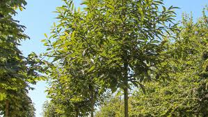 Attēlu rezultāti vaicājumam “Castanea sativa  leaf”