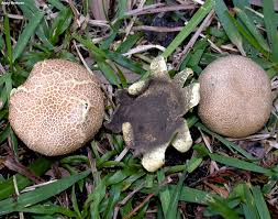 Attēlu rezultāti vaicājumam “Colloderma sp.”