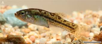 Image result for Pseudomyxus capensis