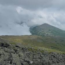 Attēlu rezultāti vaicājumam “Diderma montanum”