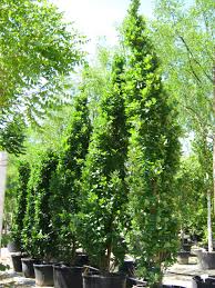 Attēlu rezultāti vaicājumam “Quercus robur Fastigiata”