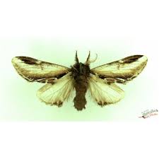 Attēlu rezultāti vaicājumam “Pheosia gnoma”