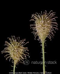 Attēlu rezultāti vaicājumam “Circaea lutetiana leaf”