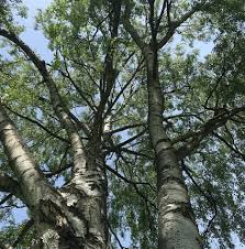 Attēlu rezultāti vaicājumam “Betula pendula var. carelica”