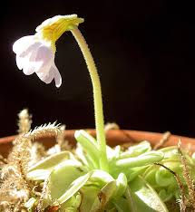Attēlu rezultāti vaicājumam “Pinguicula alpina flower”