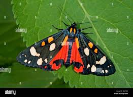 Attēlu rezultāti vaicājumam “Callimorpha dominula”