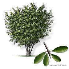 Attēlu rezultāti vaicājumam “Lycogala botrydium sessile”