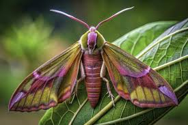 Attēlu rezultāti vaicājumam “Deilephila elpenor”