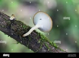 Attēlu rezultāti vaicājumam “Polyporus ciliatus”