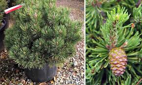 Attēlu rezultāti vaicājumam “Pinus mugo fruit”