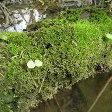 Attēlu rezultāti vaicājumam “Timmia megapolitana”