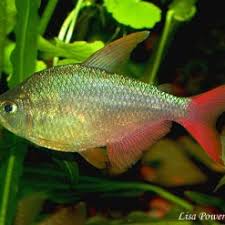 Attēlu rezultāti vaicājumam “Bilimbia tetramera”