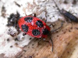 Attēlu rezultāti vaicājumam “Endomychus coccineus”