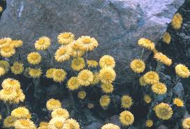 Attēlu rezultāti vaicājumam “Tussilago farfara flower”